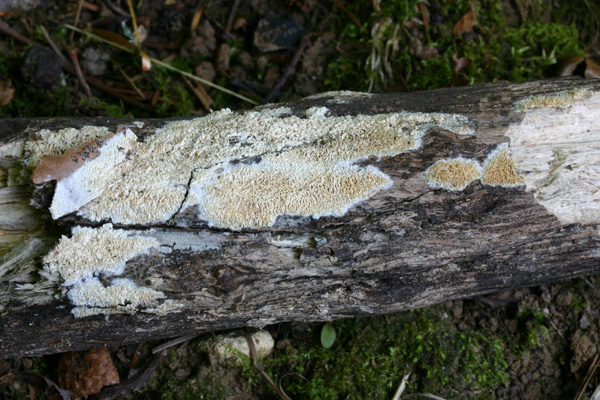 Ancora Schizopora paradoxa? (Schizopora paradoxa)